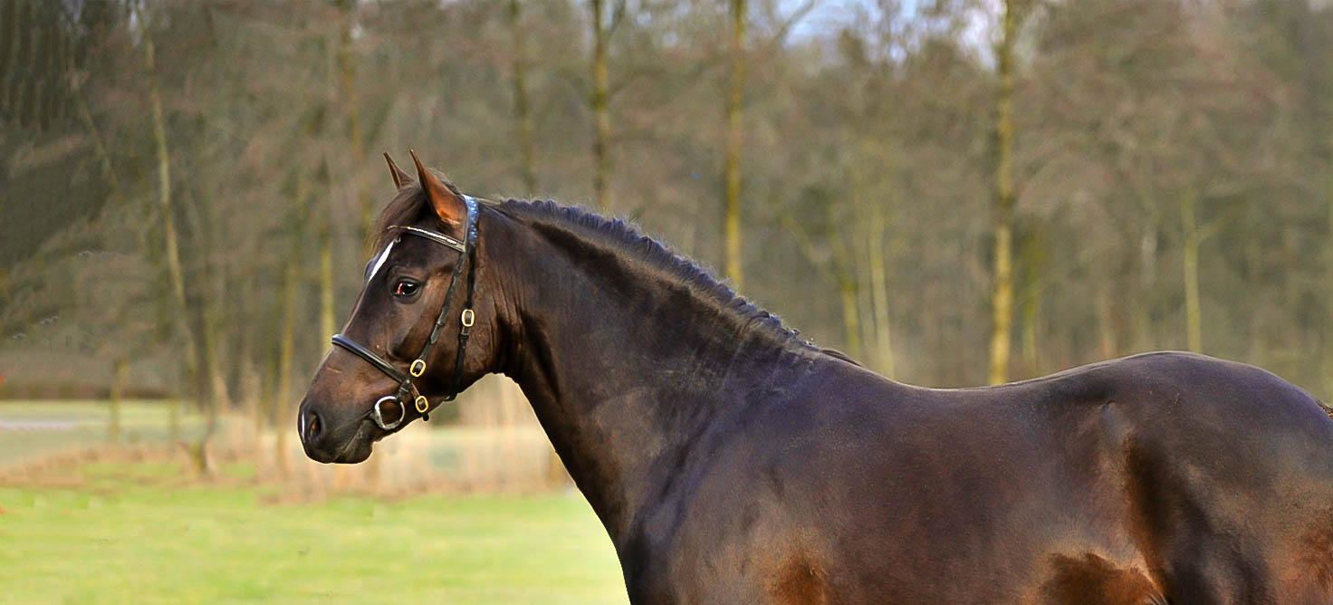 Kantje's Carter - Kantjes New Forest pony's