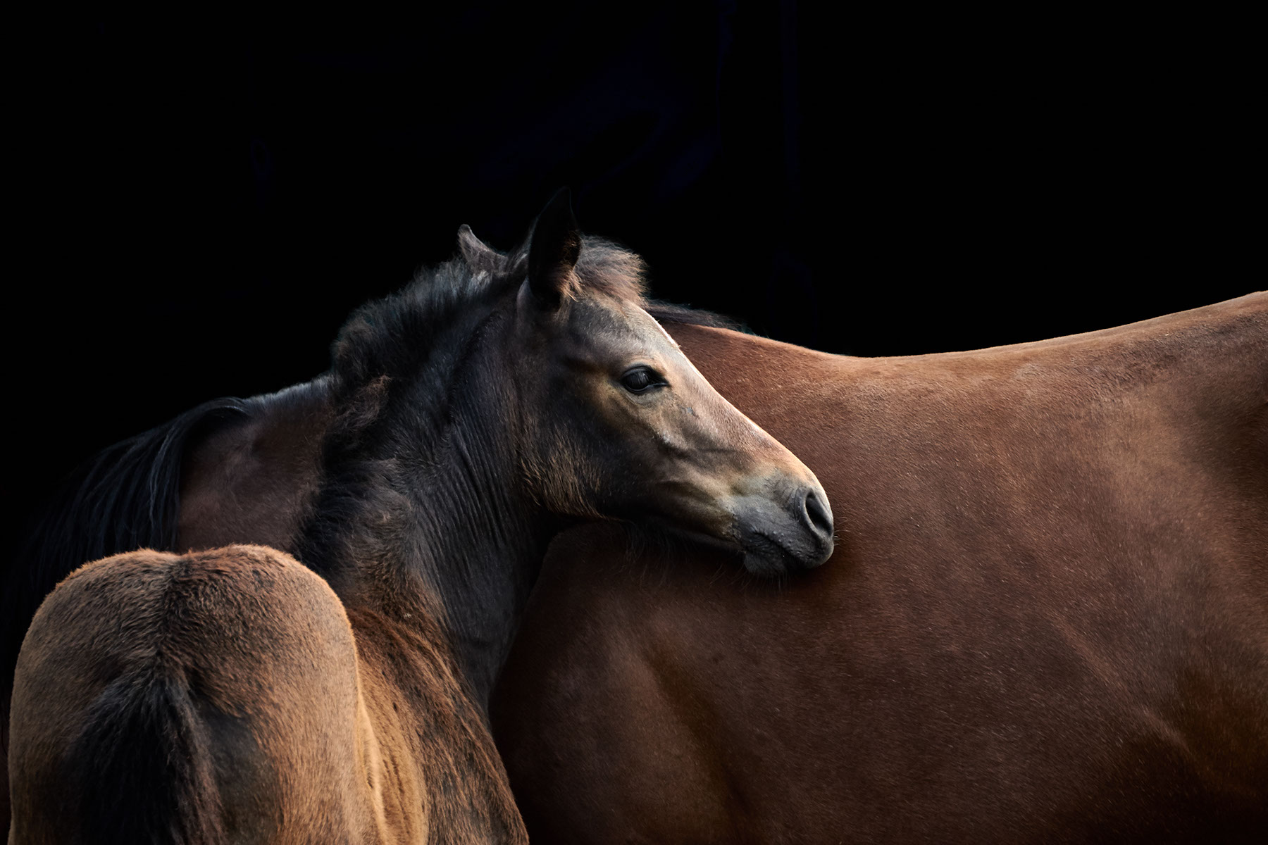 fokkerij - Aankoop/verkoop New Forest Pony's