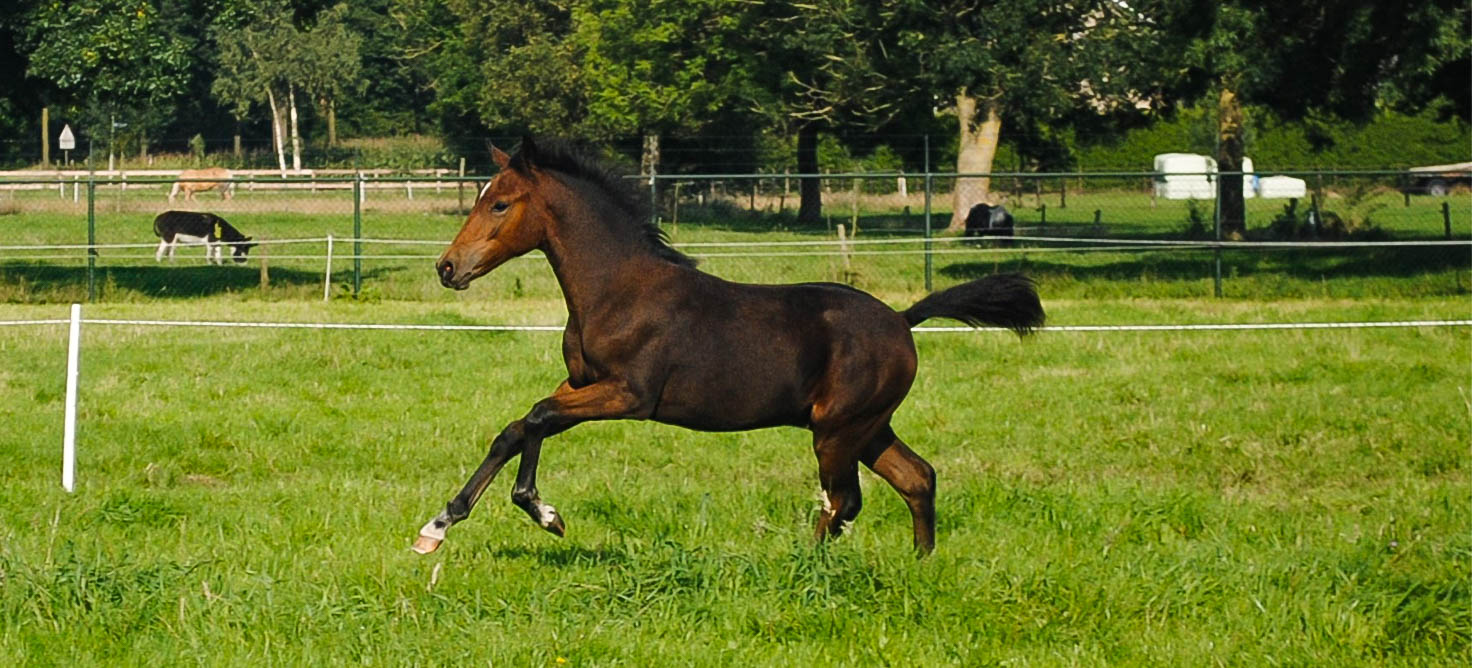 Borgerhof's Orion - Kantjes New Forest pony's