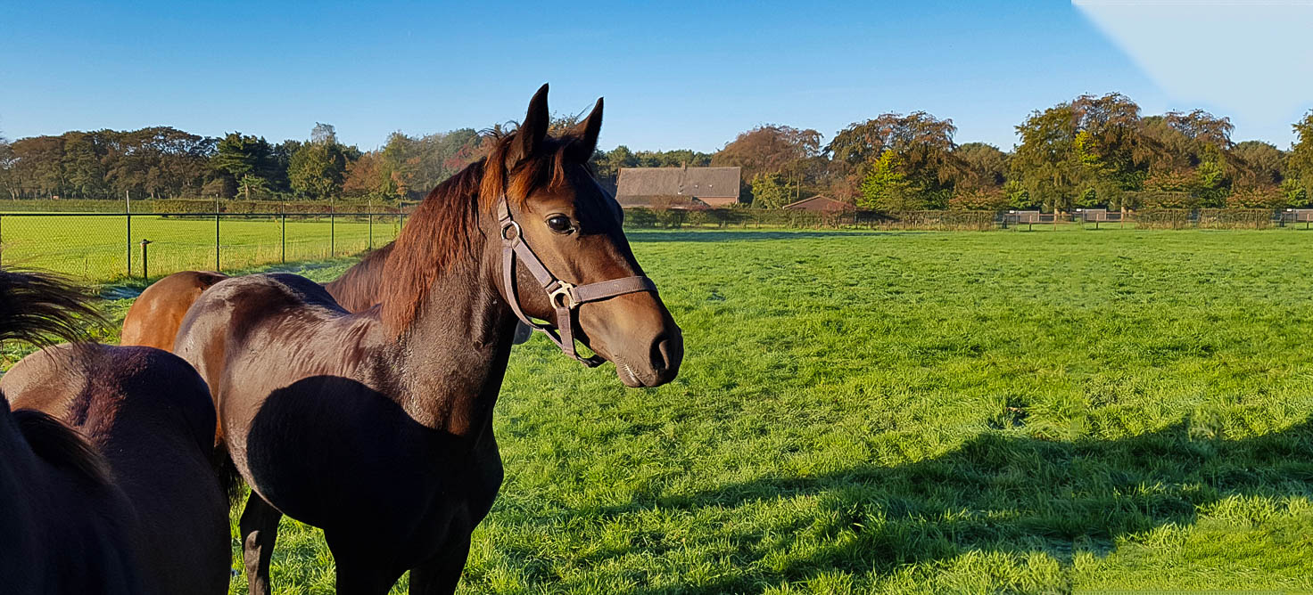 Kantje's Ronaldo - Kantjes New Forest pony's