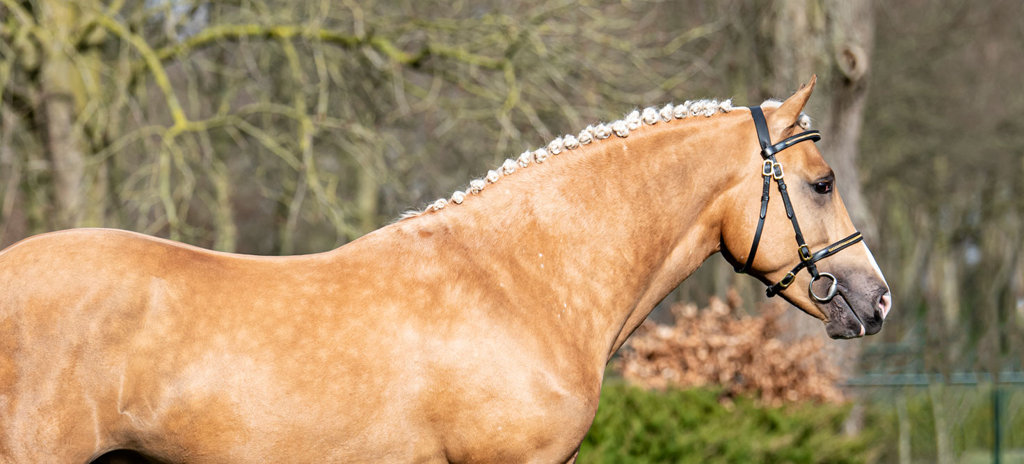 Lomansheide Brent - Kantjes New Forest pony's