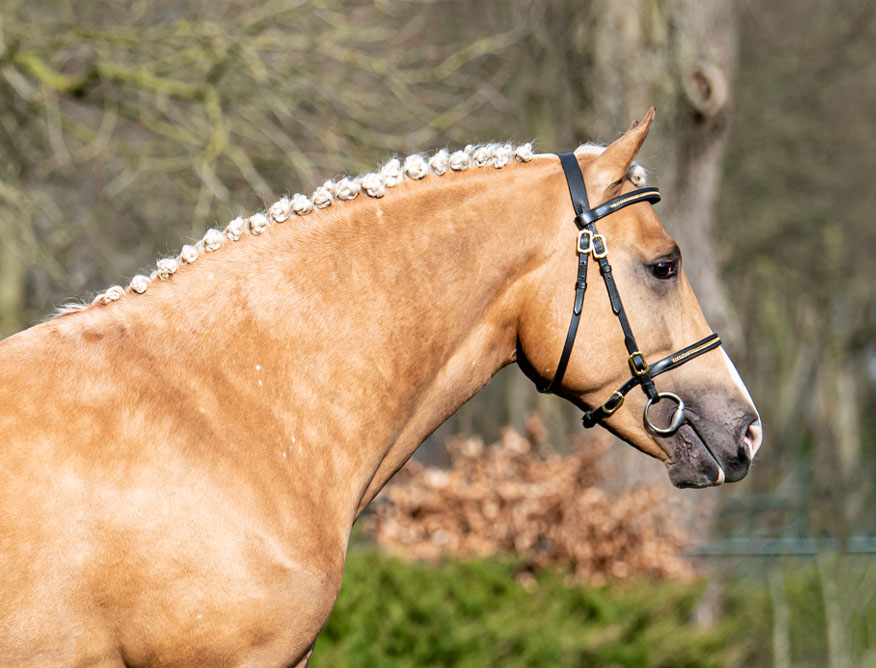 Lomansheide Brent - Kantjes New Forest pony's